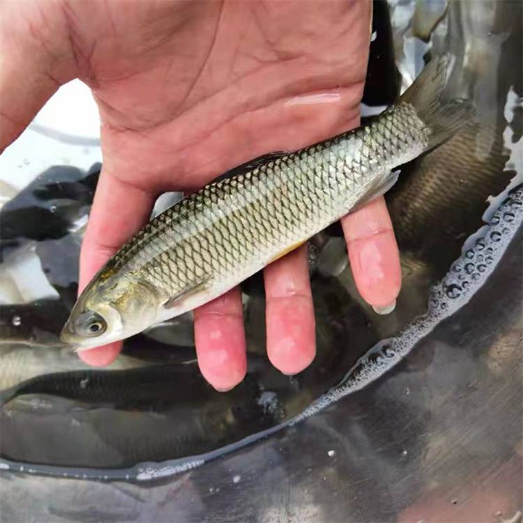 養殖草魚苗3畝魚塘放養密度鮮活皖魚苗水花苗攝食能強