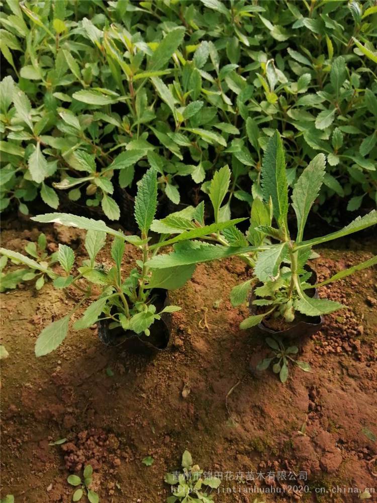 山东柳叶马鞭草小苗价格马鞭草花苗大量出售锦田宿根花卉基地