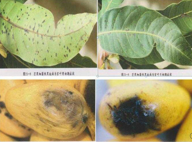 芒果角斑病用小檗鹼靚果安和春雷中生殺菌劑噴霧