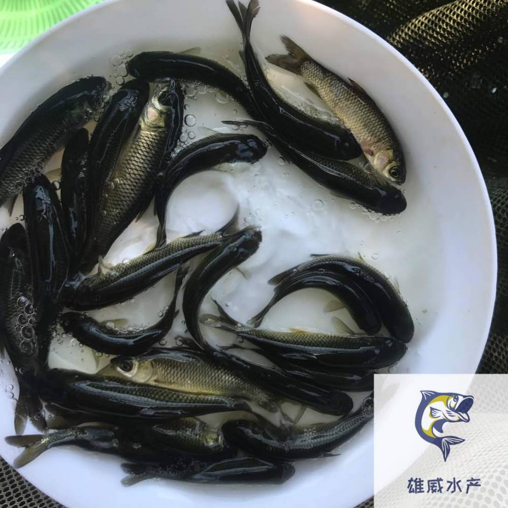 草魚苗批發草魚苗價格鯇魚苗鯇魚苗