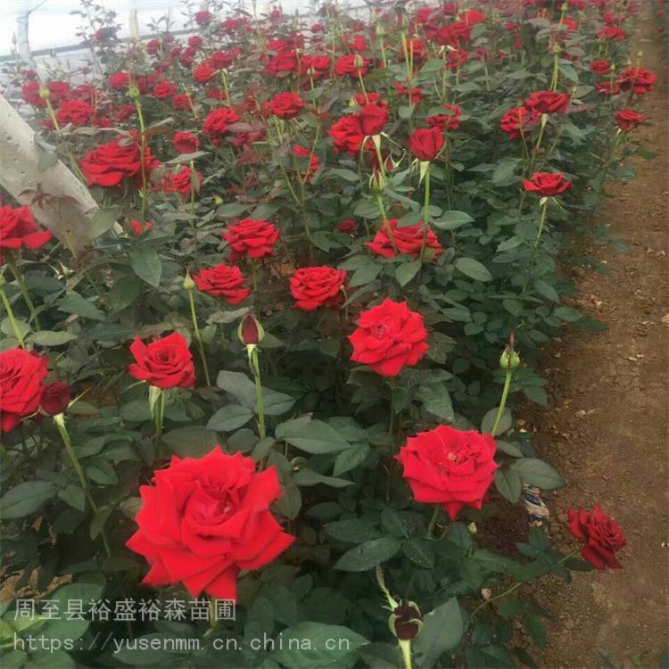 月季批发 分枝繁多耐修剪 树桩月季 街道绿化苗木花卉