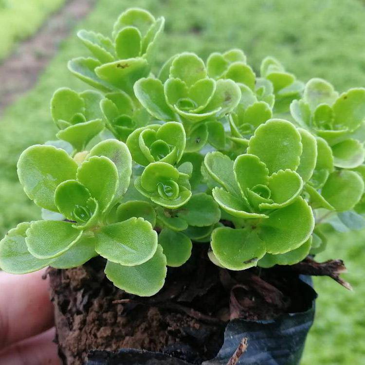 青海八宝景天十一组摆花卉八宝景天种植基地