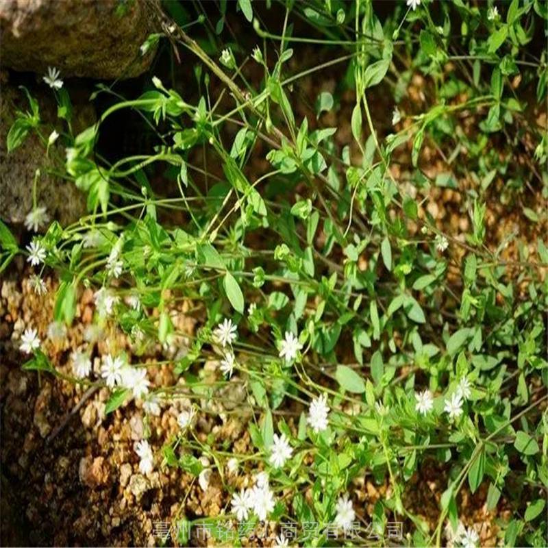 中药材野生天蓬草金线吊葫芦雪里开花寒草雪里花小红娘漫水草