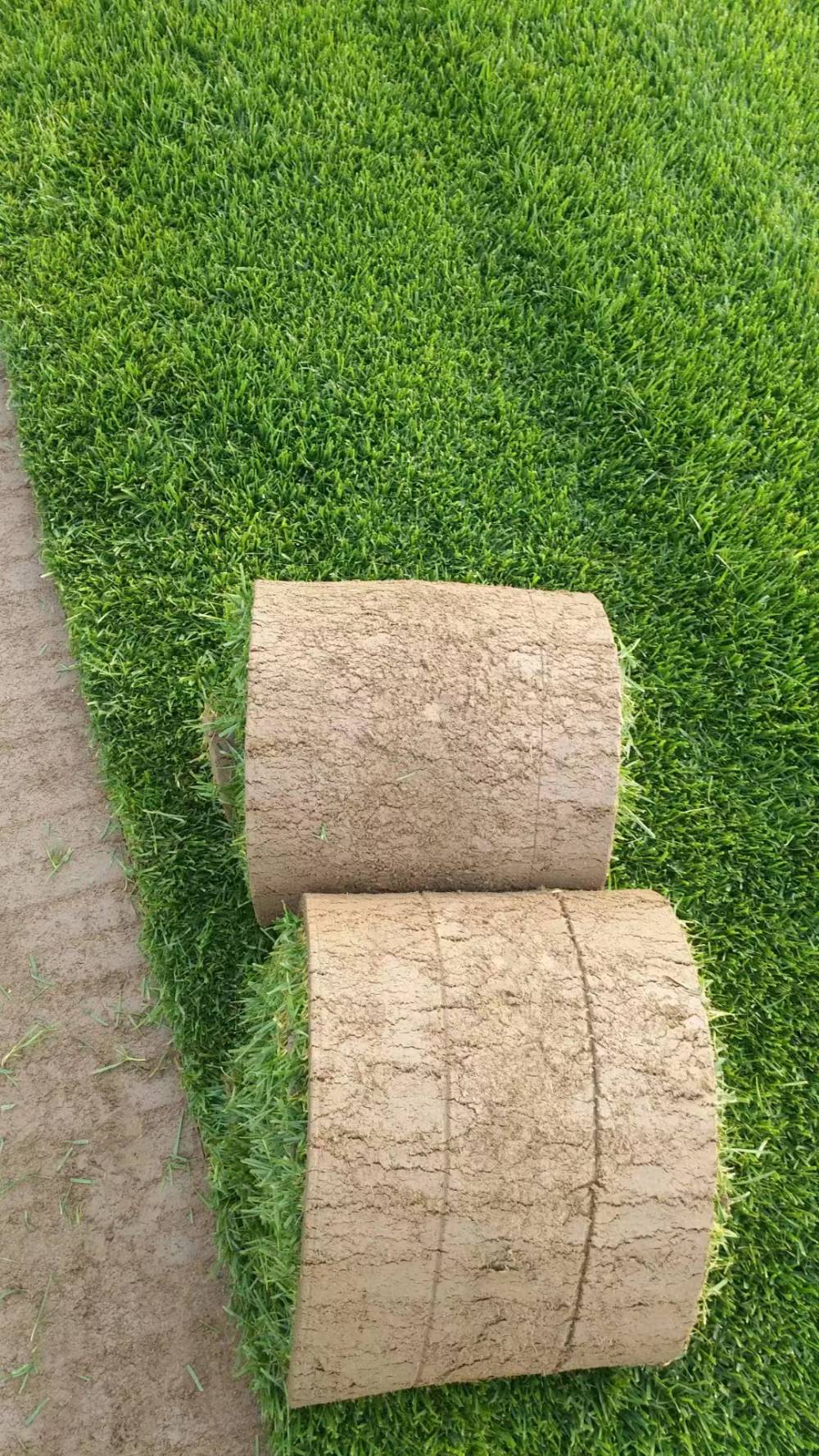 园林绿化中草坪的重要性草坪的基本解释