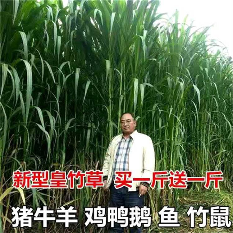 内蒙古呼伦贝尔常青花卉种籽销售热线批发红三叶草种籽