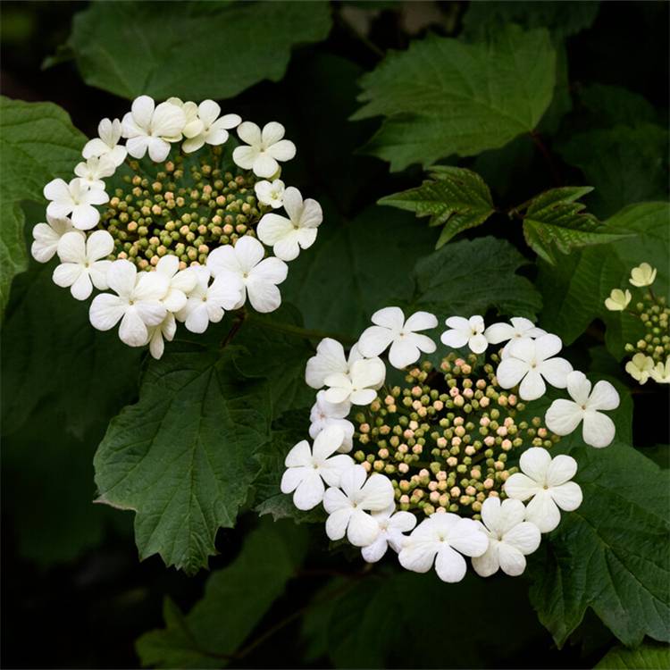 天目琼花小苗图片