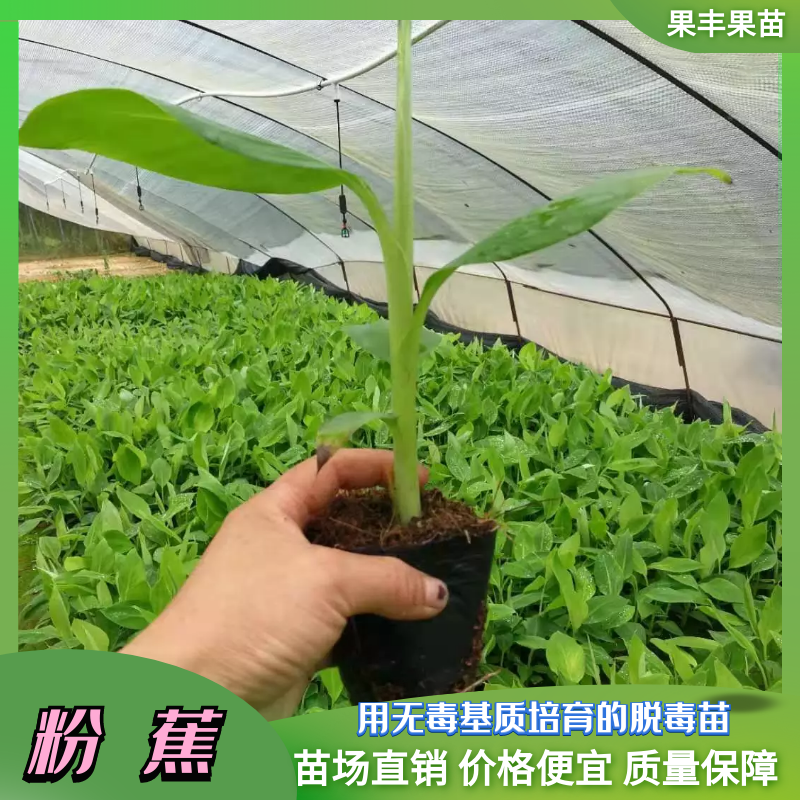 金粉一号粉蕉苗（西贡蕉）