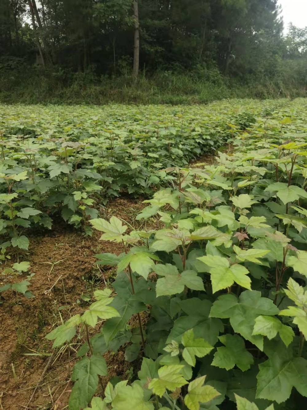 枫香小苗造林枫香绿化枫香树种基地