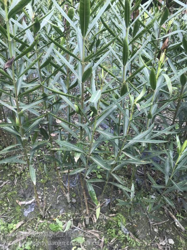成都出售夹竹桃笼子种植基地3米夹竹桃都有哦