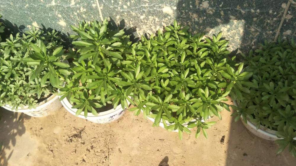 河南省春晖牌救心菜苗养心菜苗景天三七苗费菜苗两年苗三年苗四年苗