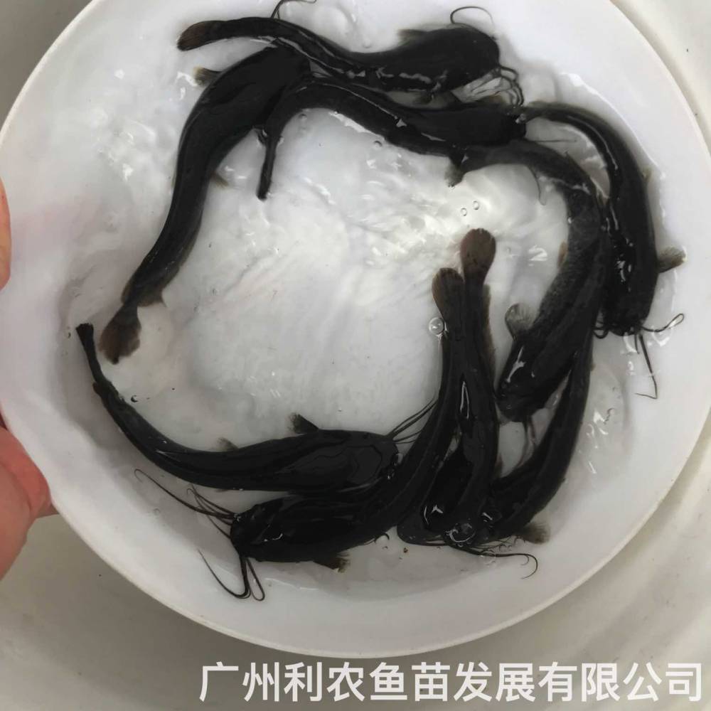 埃及塘鲺鱼苗养殖基地革胡子鲶鱼苗出售八须胡子鲶鱼苗