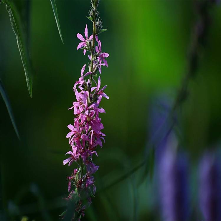 基地销售千屈草千屈菜多年生宿根植物水生花卉水体湿地绿化