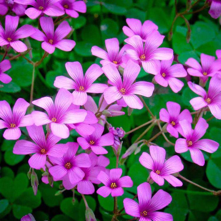 基地出售酢浆草 节日组摆草花 酢浆草种子价格