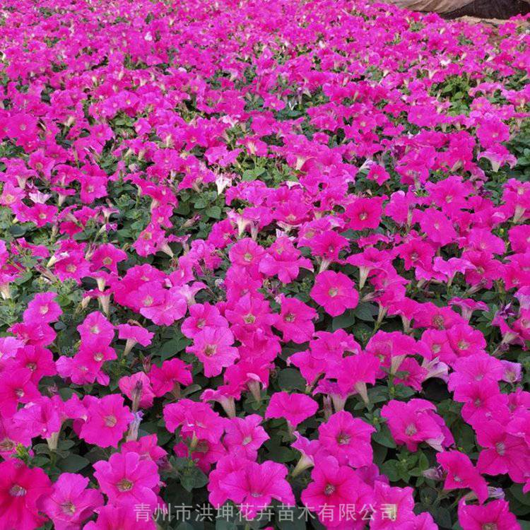 广东绿化花卉种类图片