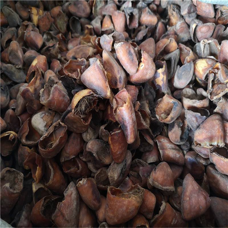 【猪蹄甲的功效和作用 @@猪蹄甲是中药吗】图片