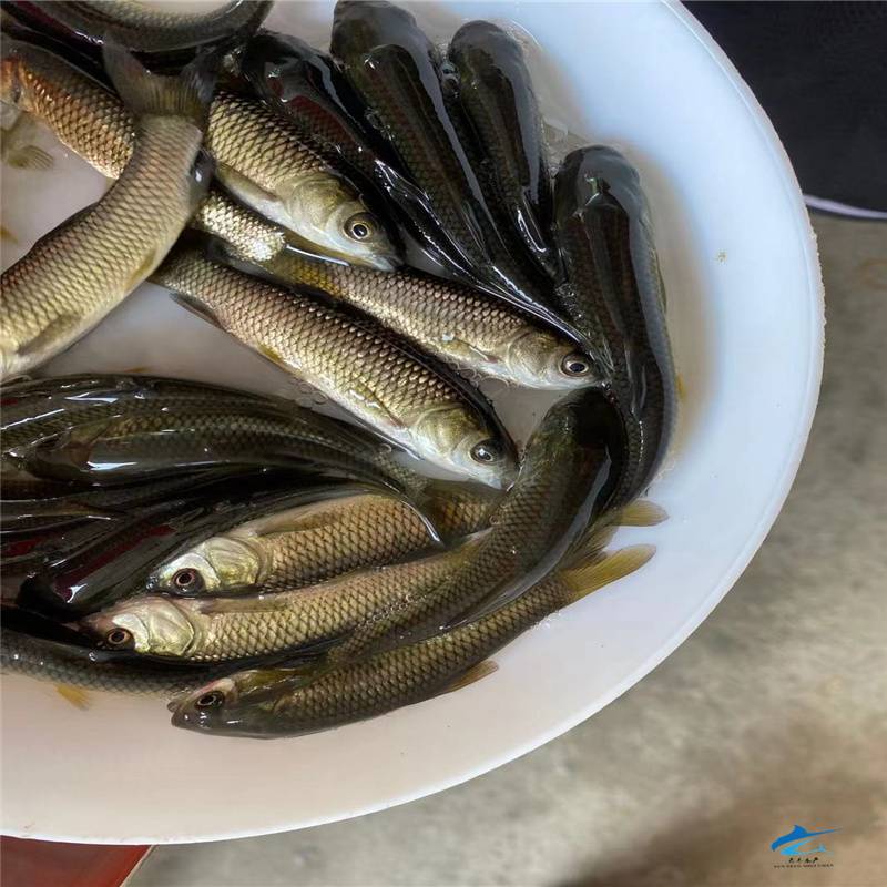 【淡水金絲草魚苗 黃金草魚5-7公分 草鯇規格魚養殖管理】價格_廠家