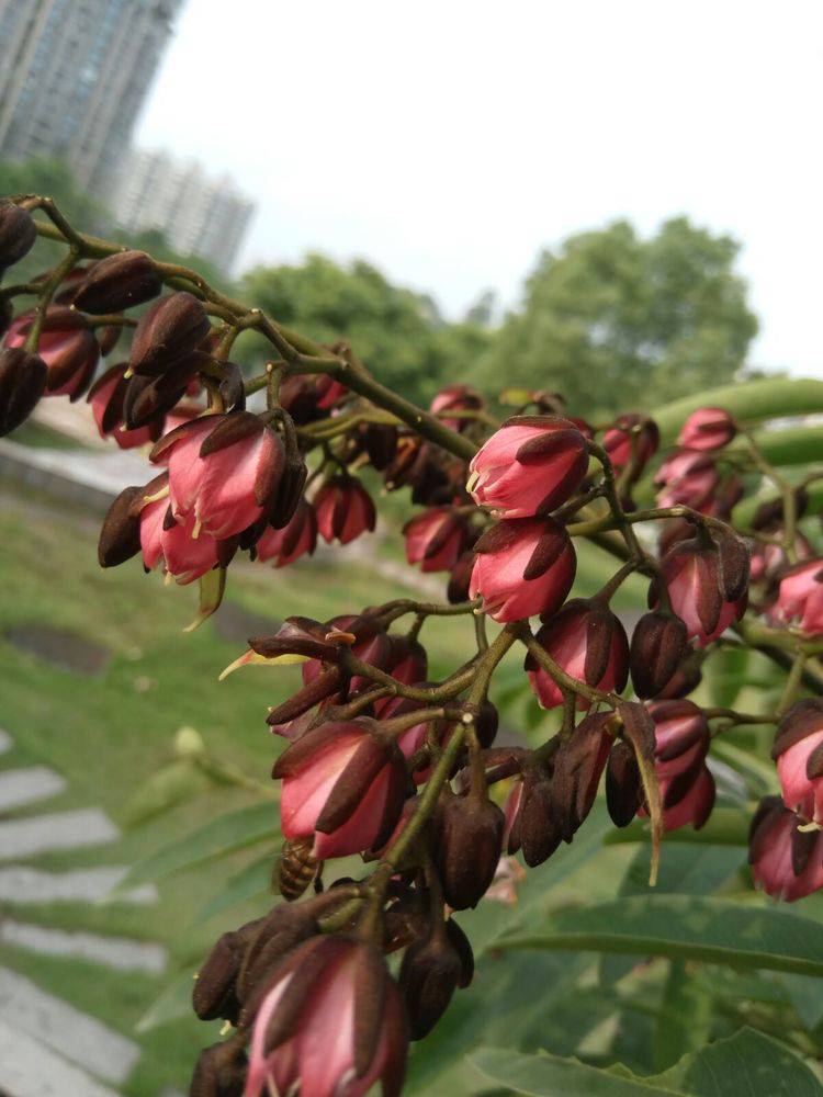 任豆树苗基地图片