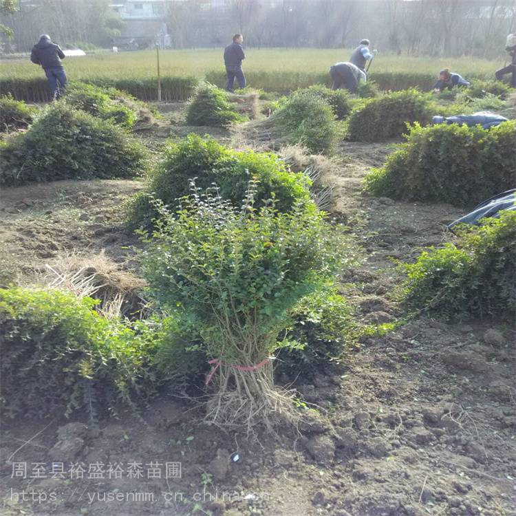 小叶女贞小苗 绿植树苗基地 1.8米圆球金叶女贞