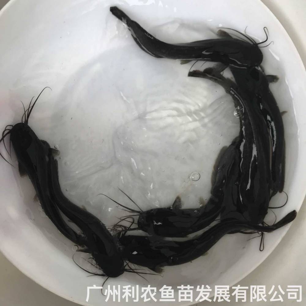 埃及塘鲺鱼苗养殖基地革胡子鲶鱼苗出售八须胡子鲶鱼苗
