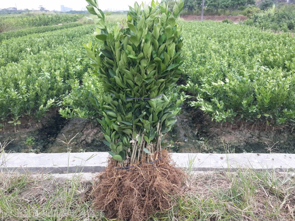 出售皇帝柑苗又名皇妃贡柑地苗营养杯苗脱毒苗果树苗