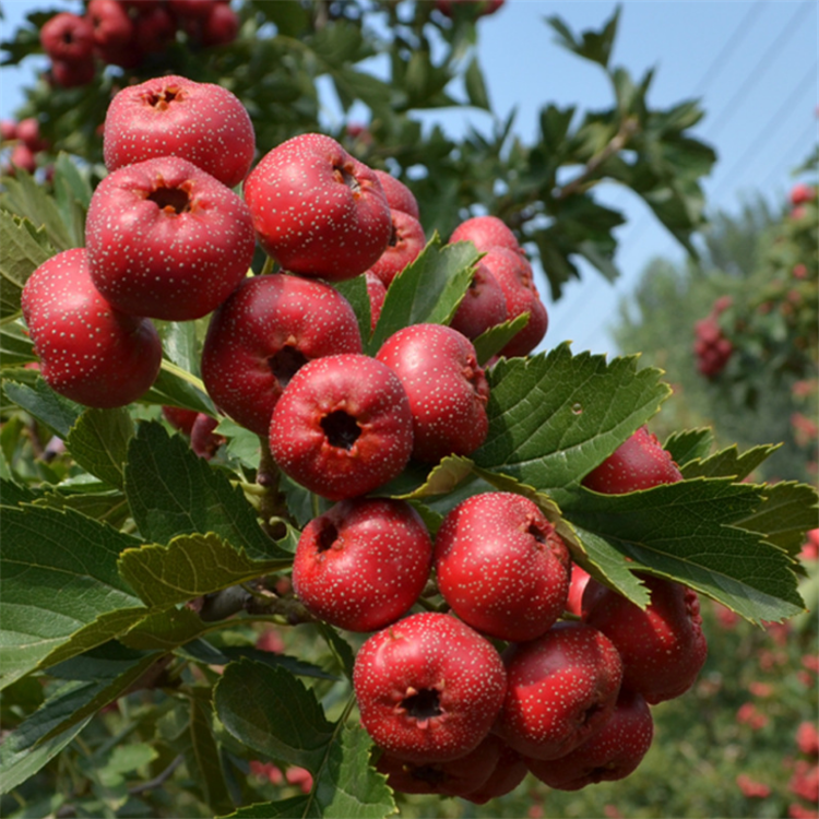 大金星山楂树5公分山楂树清地处理6公分山楂树报价