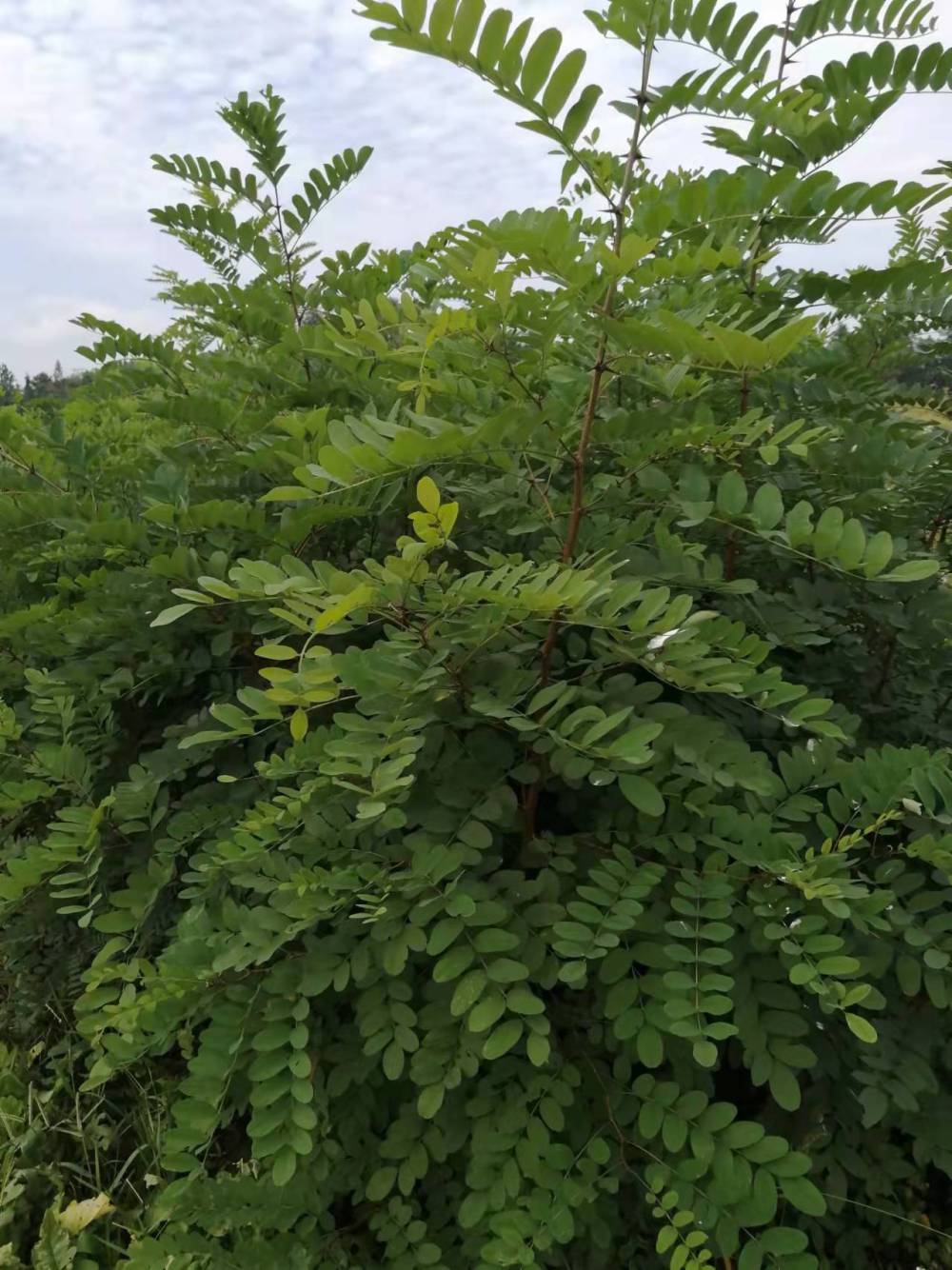 基地刺槐苗一年生刺槐苗高40cm100cm刺槐苗1公分刺槐苗