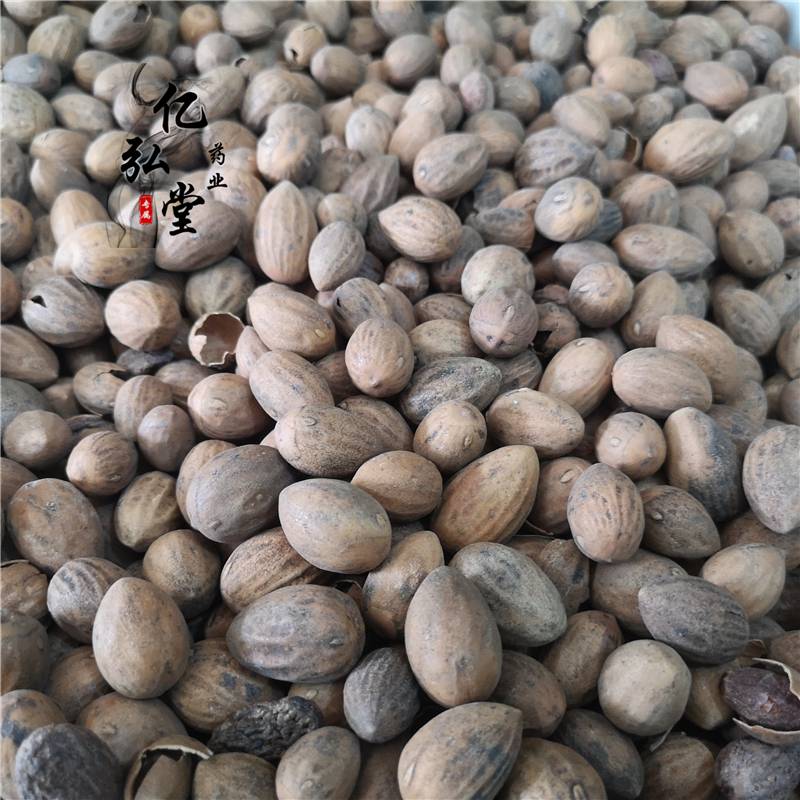 榧子中药材香榧榧树子