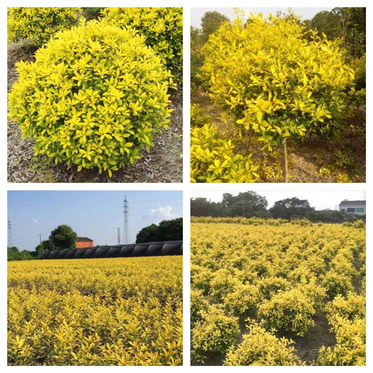 出售黄金枸骨球园林小区庭院绿化常用树公路旁常用灌木苗