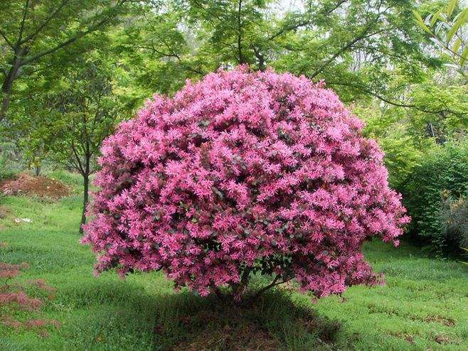 四川园林长期供应红花继木球红花继木苗