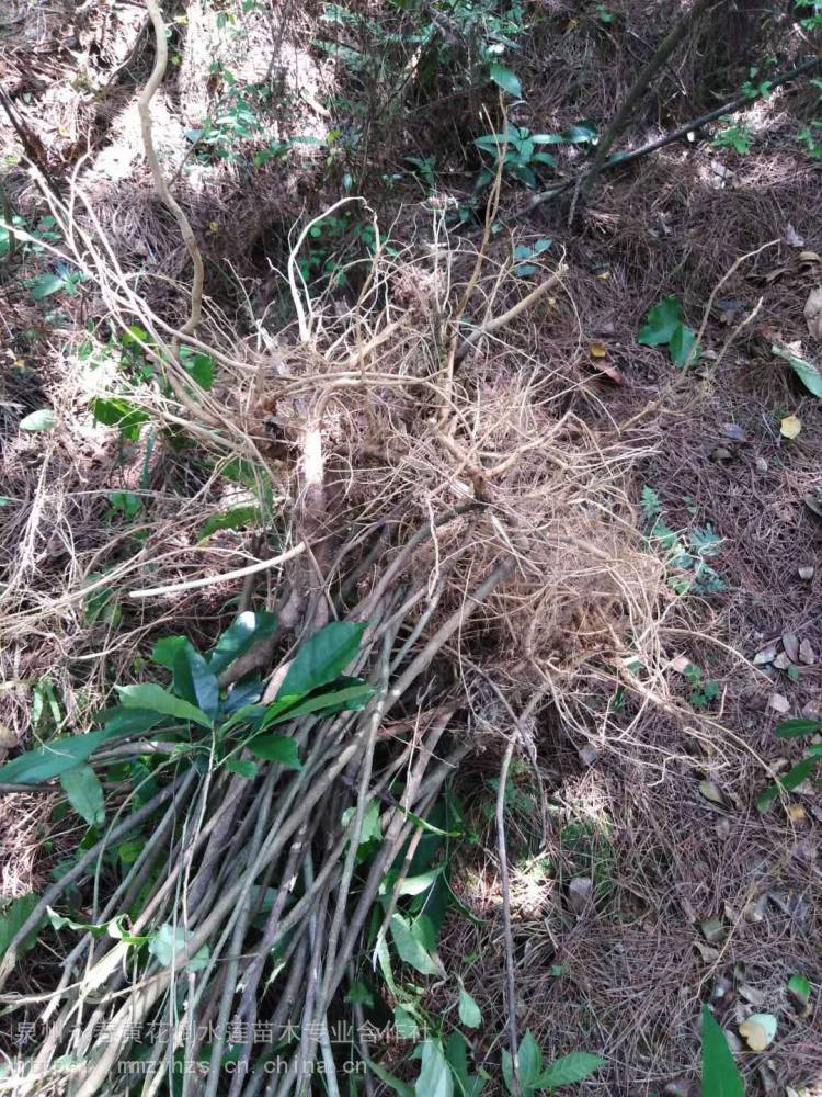 供应漳州白花牛奶苗牛奶树根苗细叶白花牛奶树苗产区