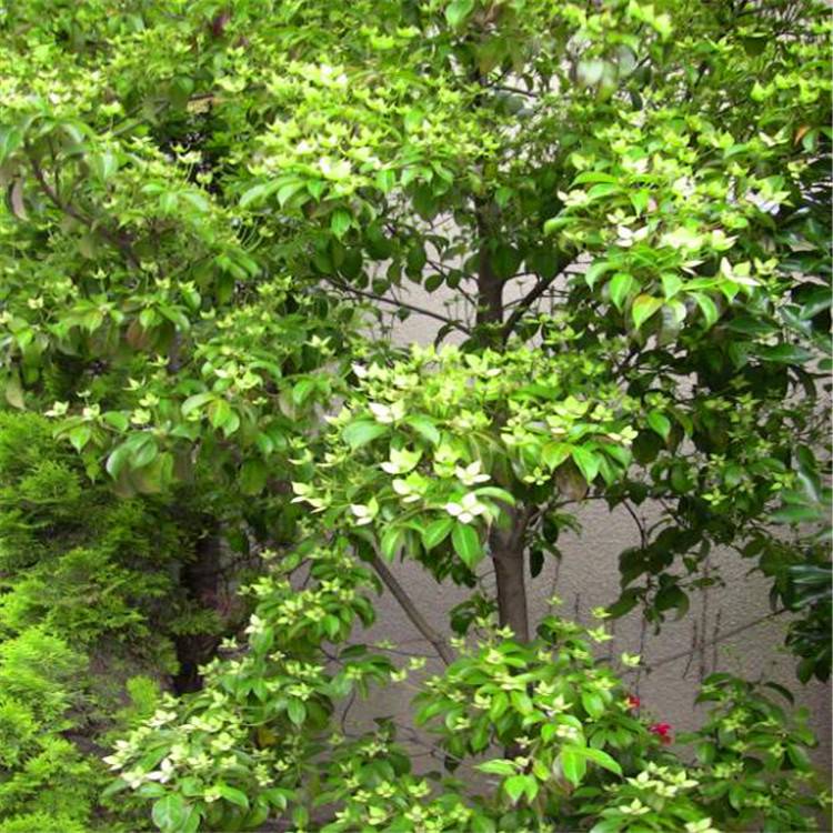 长期供应香港秀丽四照花丛生四照花树形优美量大优惠