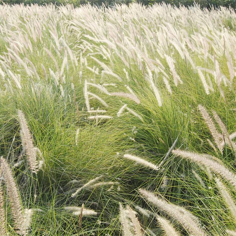 批发狼尾草苗市政园林绿化景观狗尾巴草护坡观赏草