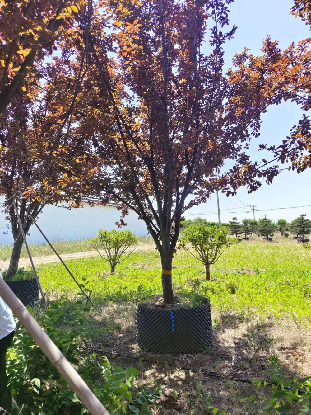 【红叶李容器苗基地图片】红叶李容器苗基地图片大全 - 泰安帅阳苗木