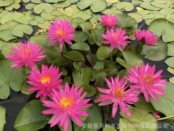 耐寒睡莲基地,人工湖睡莲种苗,睡莲基地销售价格低