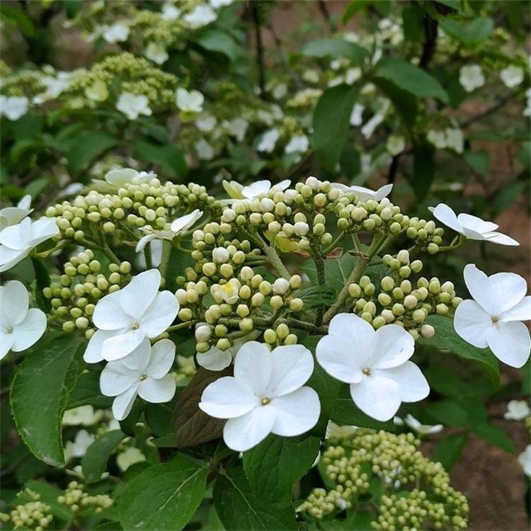 天目琼花小苗图片