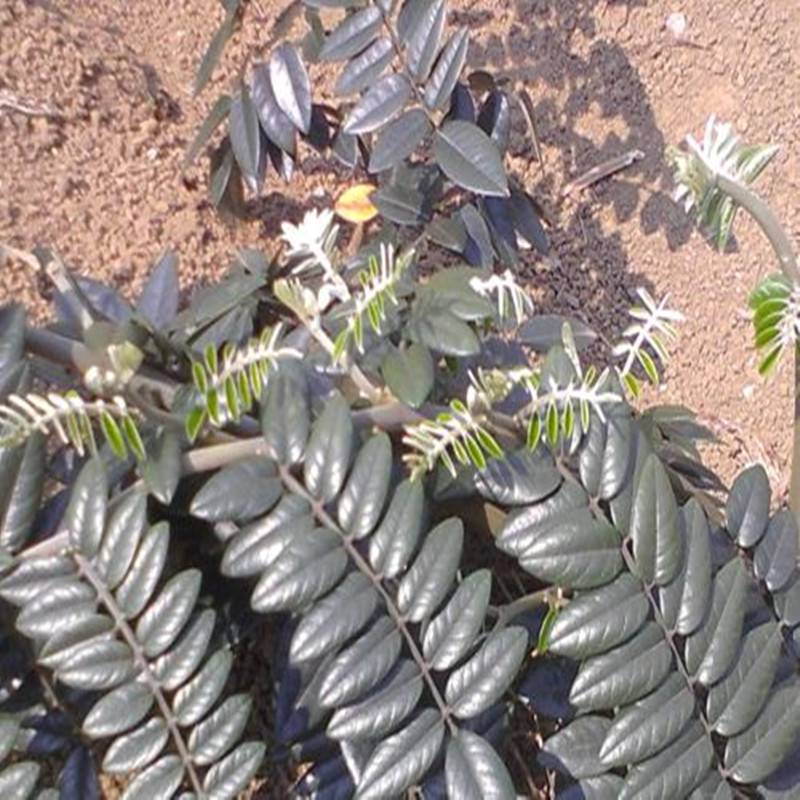 正宗野生种山豆根苗广西凌云根系强健存活率高