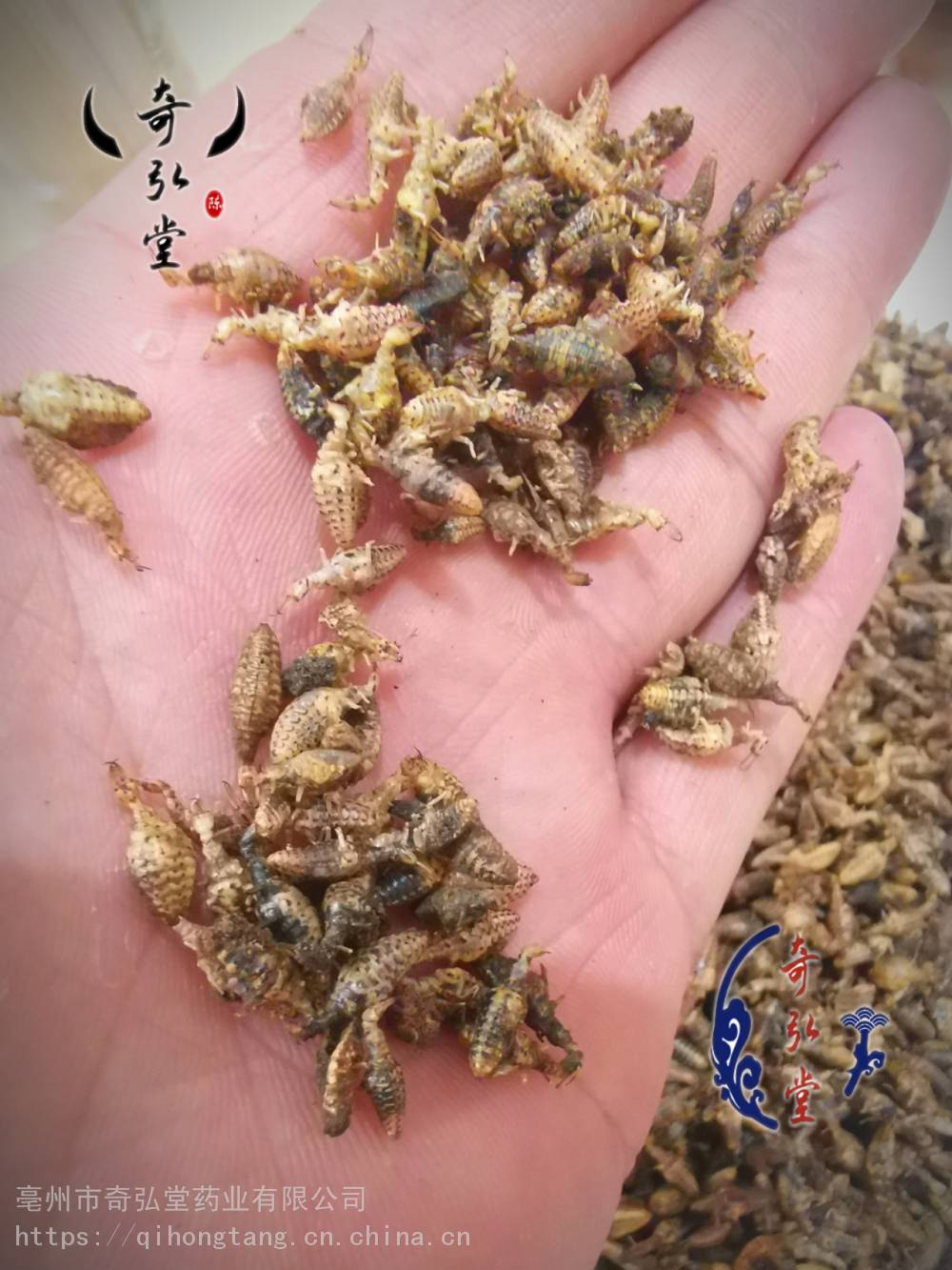 中药材地牯牛的功效地牯牛用法用量
