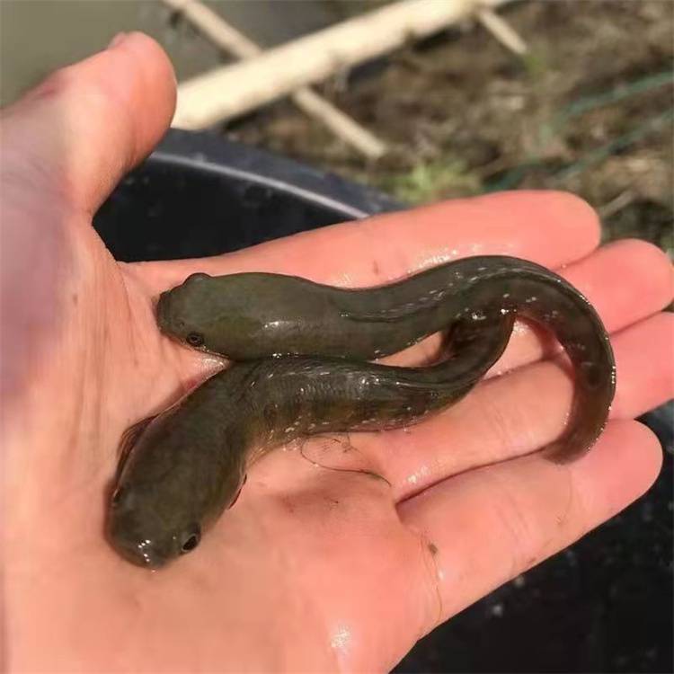 淡水七星鱼苗陆空发货基地高产星斑鱼苗易养品障