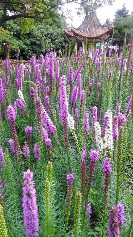 河北保定营养杯蛇鞭菊高度20公分价格