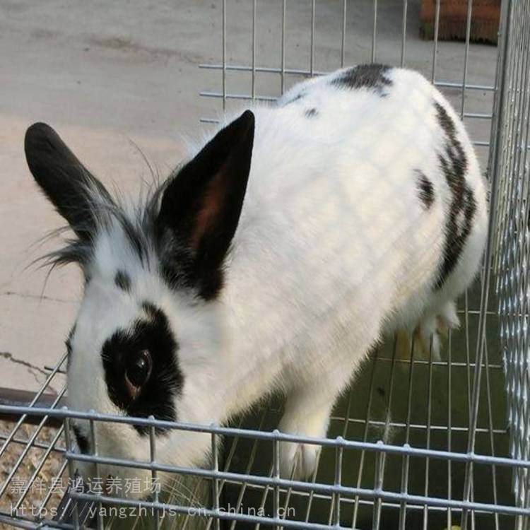 巨型兔子图片品种介绍哪种长得大长得快巨型格仔兔价格多少钱一只
