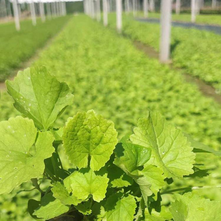 二月兰盆栽 节日组摆草花 基地直发二月兰