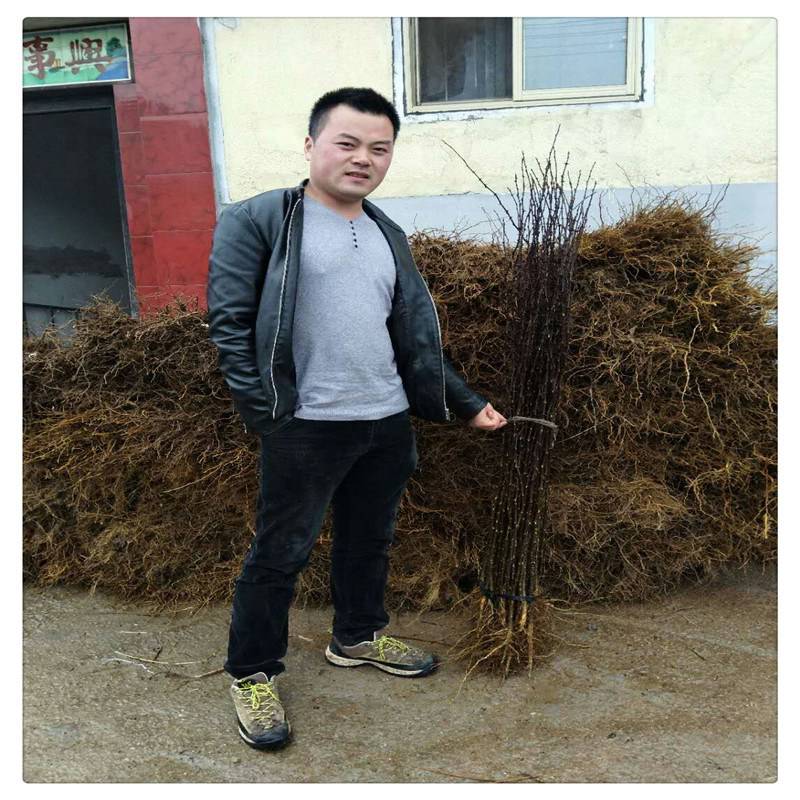 供应无刺花椒树苗 泰山大红袍花椒苗 二年生 嫁接花椒树苗