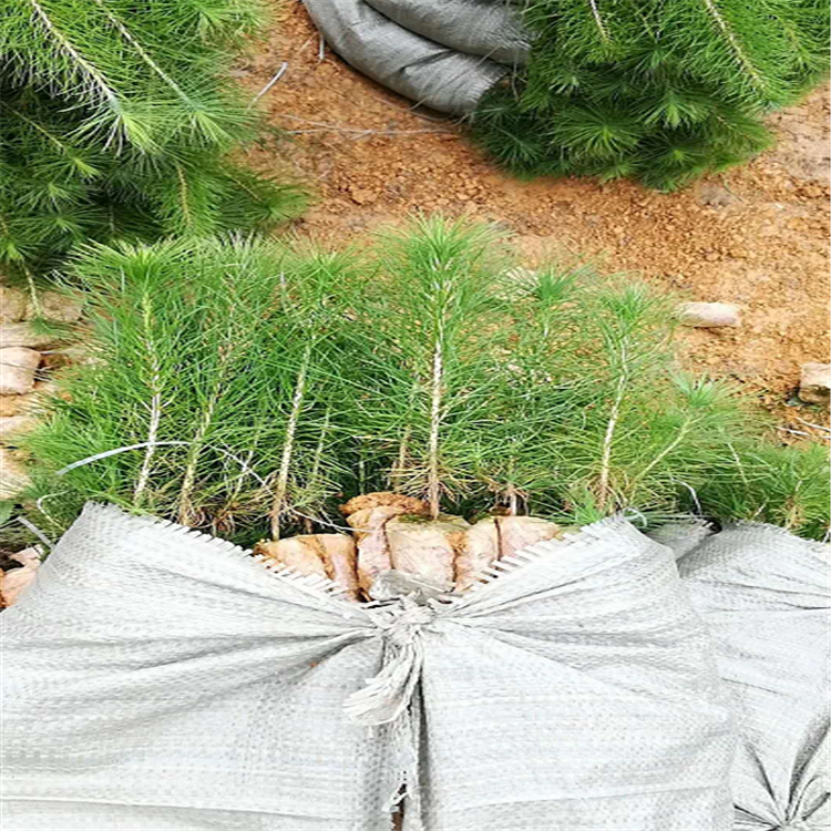 马尾松小苗松柏类苗木马尾松荒山造林绿化四季常青盆景植物湿地松先淼