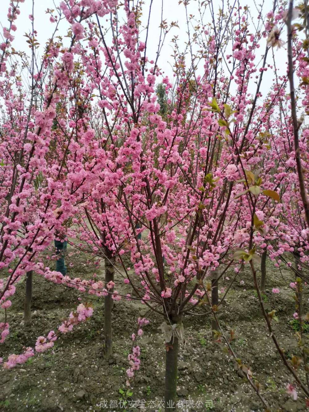 四川成都榆叶梅6公分苗圃熟苗