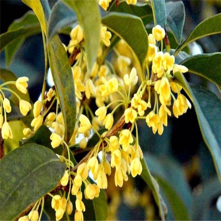 自家基地桂花树四季常青庭院绿化美观桂花树花香四溢工程乔木供应