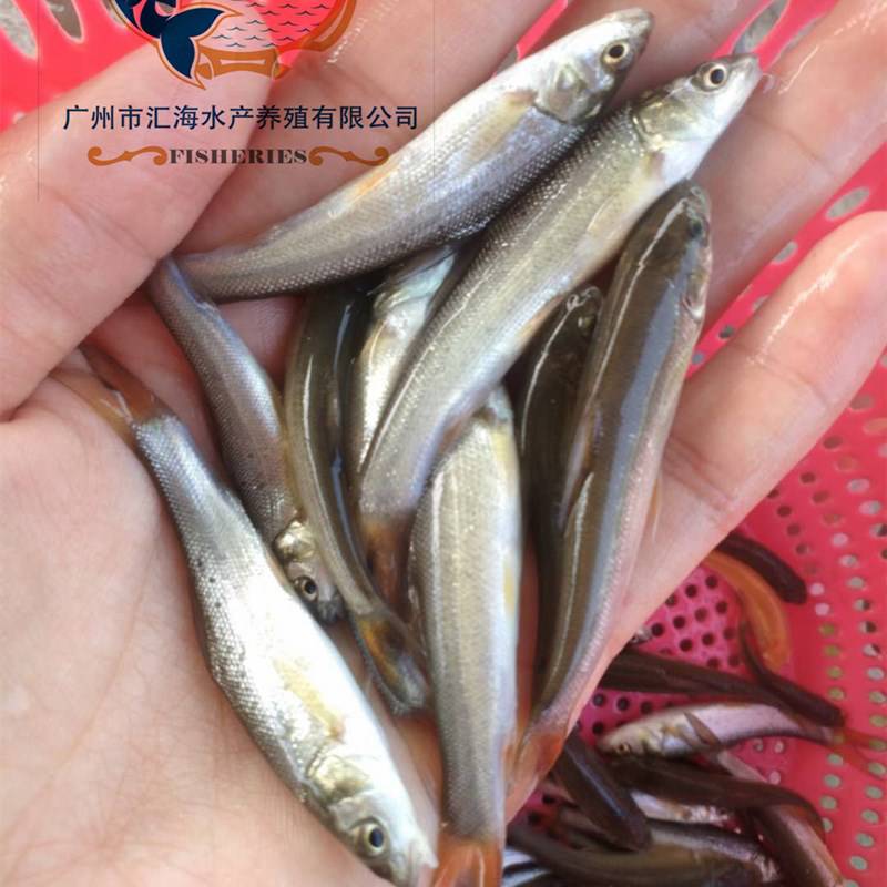 银鳕鱼苗批发 淡水银鳕鱼苗 大鳞鲃银鳕鱼苗 厂家批发