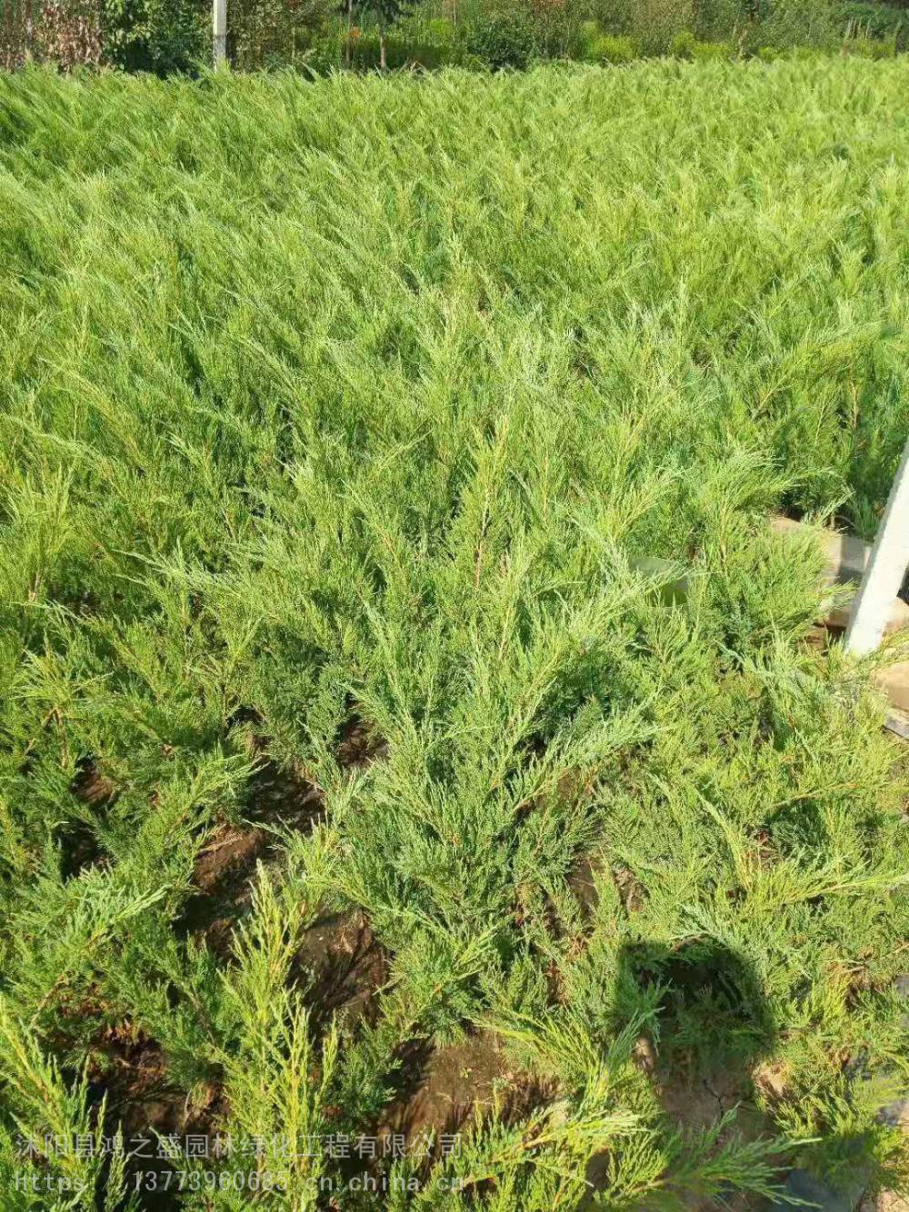 山东沙地柏报价沙地柏工程苗405060公分长沙地柏多少钱一颗