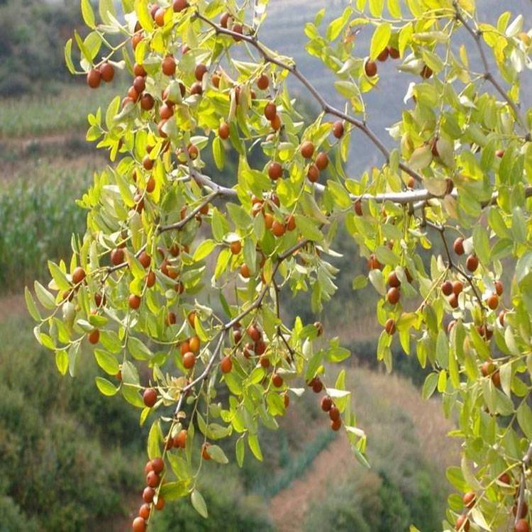 野生酸枣仁产地货源酸枣仁野生酸枣仁祥刚