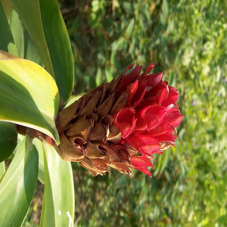 基地种植火炬花道路草花火炬花小苗
