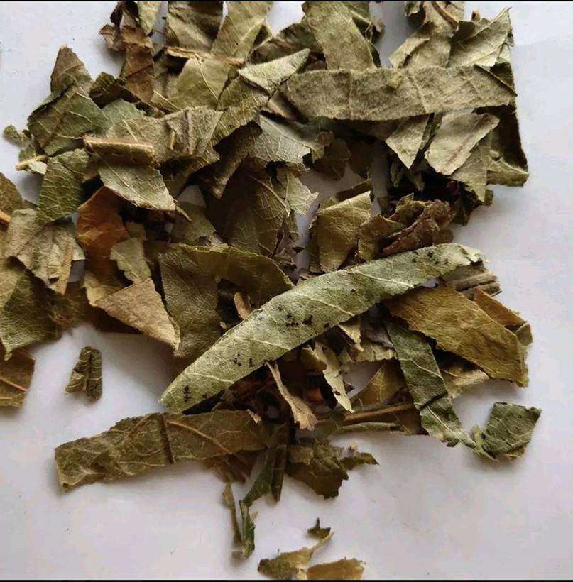 枇杷葉木瓜葉牛子葉小春花九節茶小米草天名精圖片